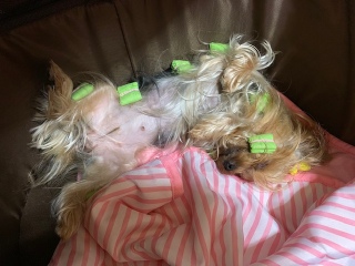 �����ꂿ���