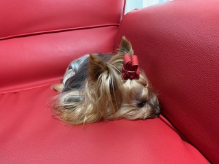 XDXDXD...zZZ
