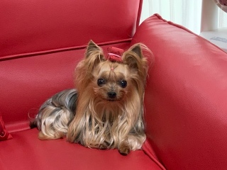 �Ȃ�ł��Ȃ������A�ˁ[