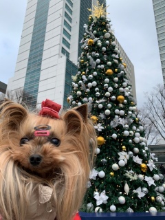 ���A�N���X�}�X�}�[�P�b�g