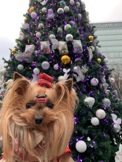 �׷׃c���[🎄