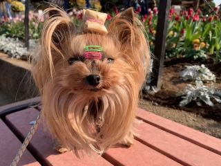 ���� �f�J�b