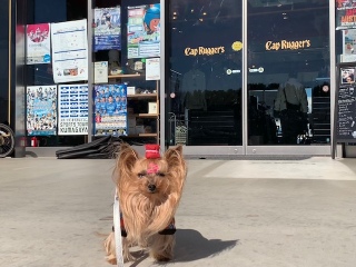 �t�D�D�[��