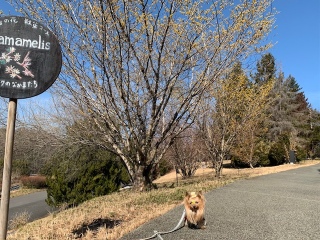 ���V�C�ɗU����