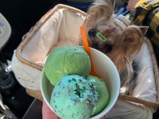 �u���[�V�[���A�C�X