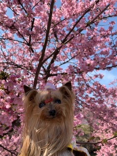 ���傣�����