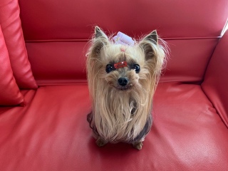 �y�b�g�T������