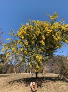 ���傣�������