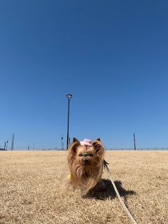 �^���ȋ�