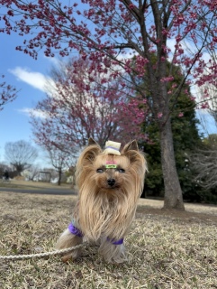 �J���q�U�N��