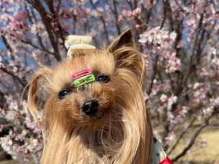 ���炫�̍�