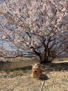 �t�߂�����