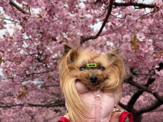 ���`�R�̉͒Í�