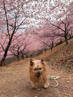 ���̃g���l��