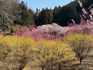 ���쒬�̓�����