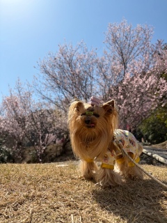 ���Ԍ����|