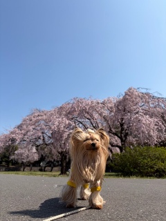 ��Ɩ��J�̍�