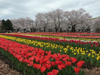 �[�J�O���[���p�[�N