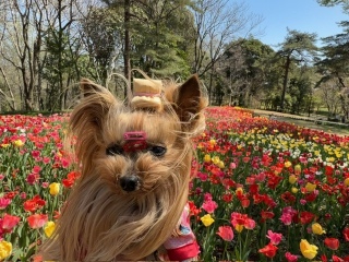 �`���[���b�v