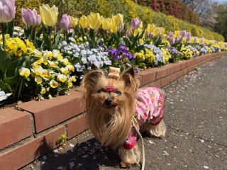 �`���[���b�v�������