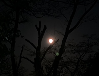 4���̖���