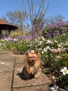 ���Ԃ̏��a