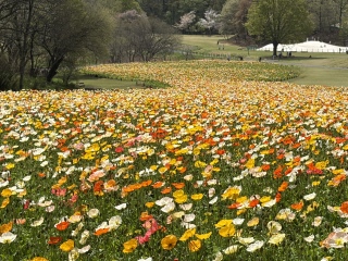 �܂��܂��X�ь�����