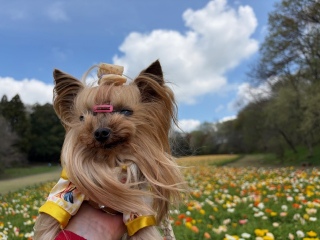 �A�C�X�����h�|�s�[