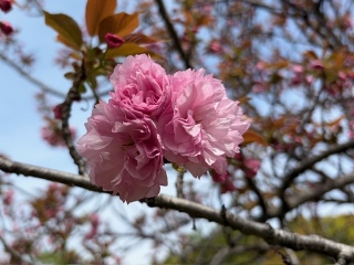 ��🌸��🌸