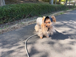 ���X�q�͂��߂܂���