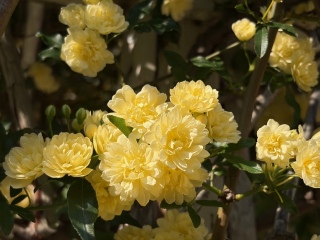 ���b�R�E�o��