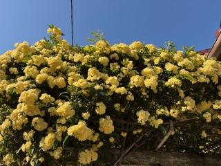 ���F���b�R�E�o��