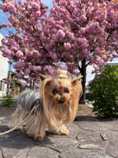 ���d���Ƃтт���