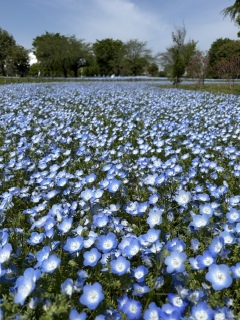 �l���t�B��