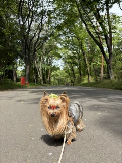 �X�ї������