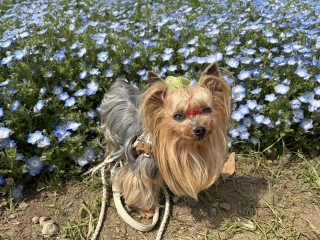 �l���t�B�������|