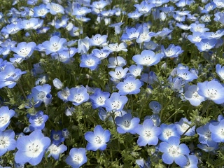 �x�C�r�[�u���[�A�C�Y