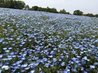 �u���[�̂���