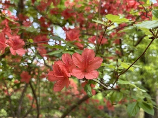 ��F�̃c�c�W