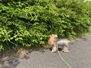 ���񂭂񂭂�