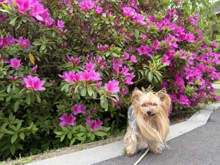 �J�~��̌��j��