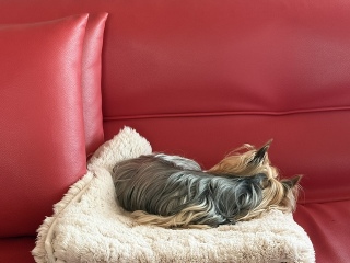 Sunday �j�`���E�r