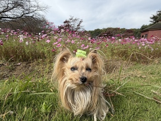���傣�����