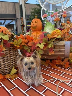 Trik or Treat